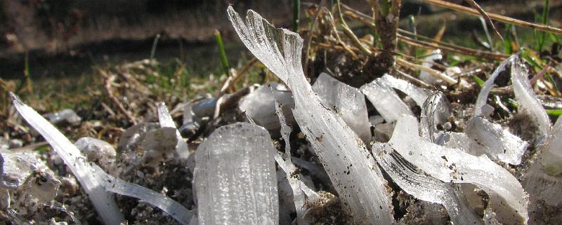 2008-12-13_Ice_Forest 022_1.jpg